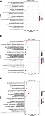 Identification and characterization of circRNAs related to meat quality during embryonic development of the longissimus dorsi muscle in two pig breeds